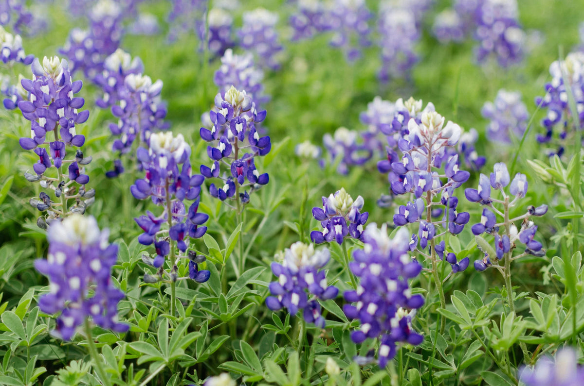 Purple Texas bluebonnets bloom in soft spring light near Austin.