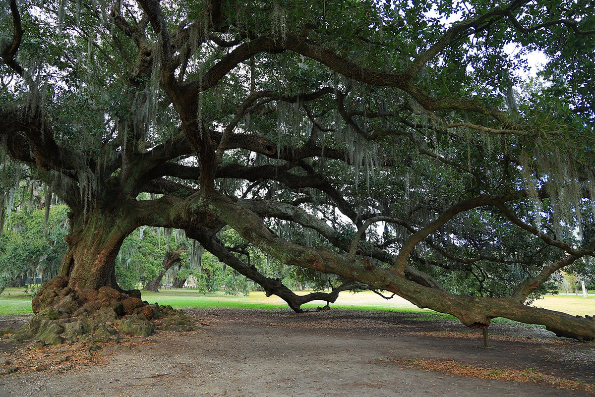 The Tree of Life oak and its spreading branches in Audubon Park, New Orleans.
