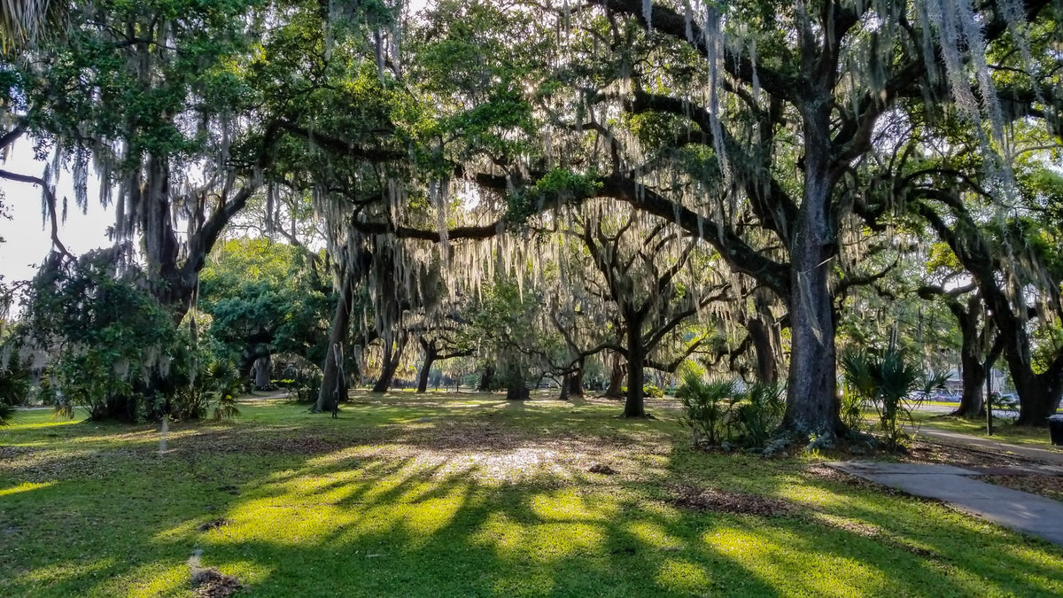 Live oaks and Spanish moss in City Park, New Orleans. Destination inspiration; Bart Everson, CC BY 2.0.