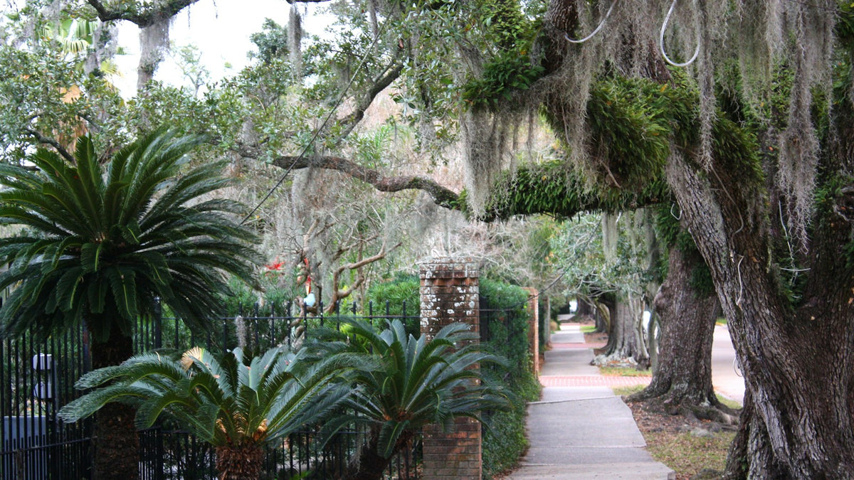 A New Orleans sidewalk beneath Spanish moss beside palms and iron fencing. Photo: Elaine M.